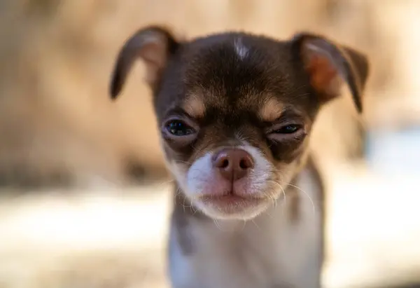 Liten Brun Och Vit Chihuahua Valp Verkar Pälsa Sina Bryn — Stockfoto