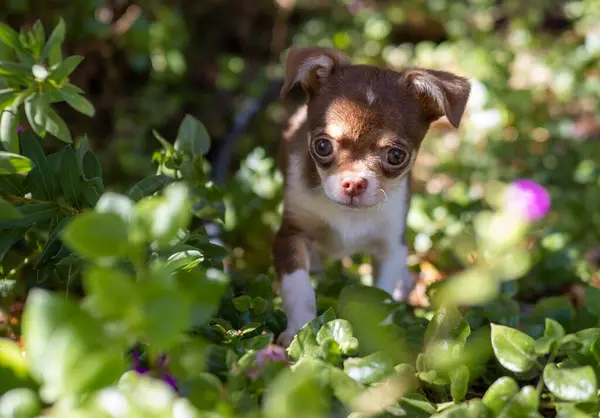 Bir Chihuahua Köpeği Ilginç Bir Şekilde Çiçek Açan Çalıların Arasında — Stok fotoğraf