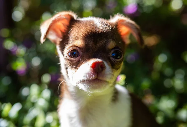 Warm Sunlight Filters Foliage Casting Glow Delicate Features Chihuahua Puppy — Stock Photo, Image
