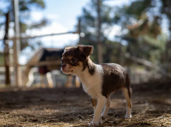 Ciekawy Szczeniak Chihuahua Starannie Bada Podwórko Tłem Drewnianych Ogrodzeń Czyste — Zdjęcie stockowe