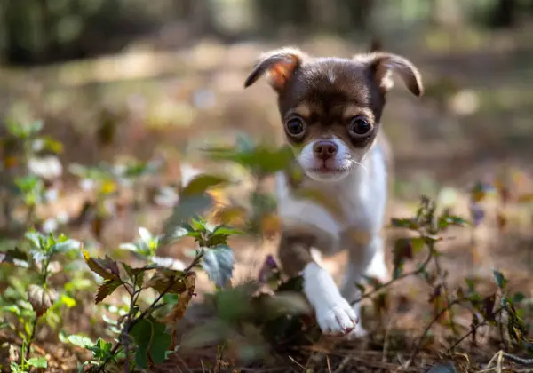 Chihuahua 강아지는 즐깁니다 나무를 따뜻하고 자연스러운 거르는 섬세한 — 스톡 사진