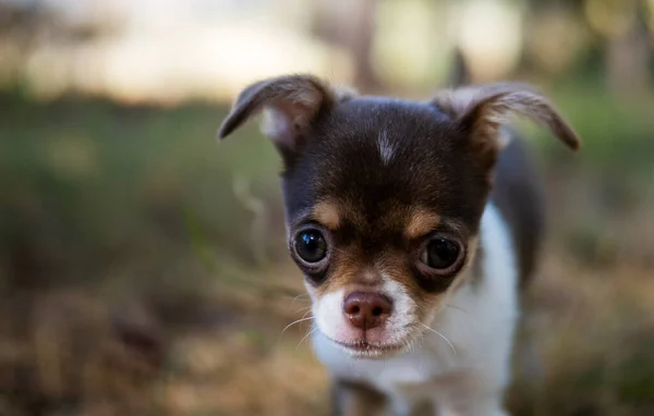 Cachorro Chihuahua Disfruta Momento Tranquilo Rodeado Por Tranquilidad Claro Bosque — Foto de Stock