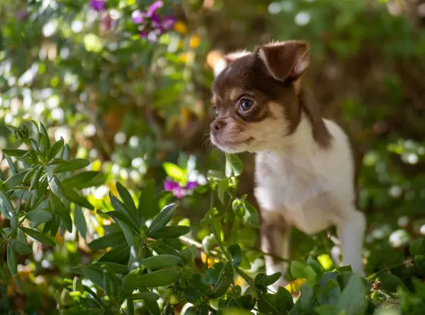 鮮やかな庭園の群れの中で 茶色と白のチワワの子犬は 新鮮な緑の葉と紫の花で囲まれた無邪気な視線で見ています — ストック写真