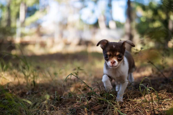 Cachorro Curioso Chihuahua Mira Desde Sendero Forestal Rodeado Árboles Imponentes —  Fotos de Stock