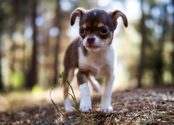 떨어진 잎사귀 사이에 장난기있는 Chihuahua 강아지 Frolics 활기찬 환경과 일치하는 — 스톡 사진