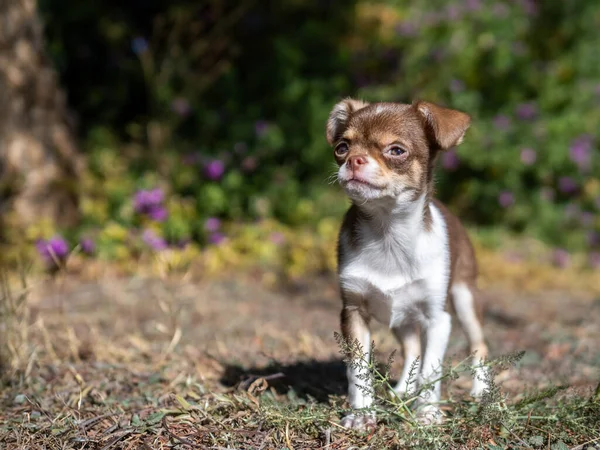 Tiny Chihuahua Puppy Gazes Thoughtfully Distance Standing Garden Blurred Purple — Stock Photo, Image