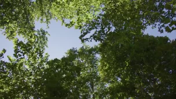 Вид Снизу Вершины Деревьев Плотной Зеленой Листвы Пересекающиеся Ветви Небольшие — стоковое видео