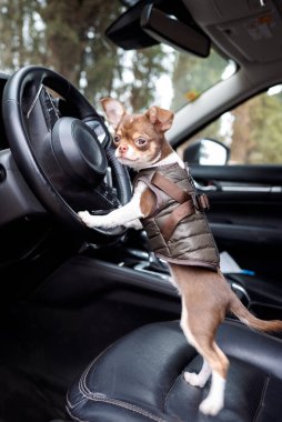 Kahverengi ve beyaz chihuahua yastıklı yelek giyer ve patileri direksiyonda durur.
