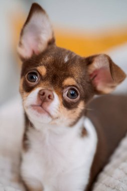 Kahverengi ve beyaz bir chihuahua köpeğinin yakından çekimleri. Nazik bakışları ve yumuşak tüyleri rahatça uzanıyor.