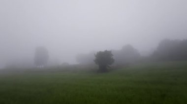 Sis bir araziyi kaplıyor, ağaçları yavaş yavaş karalıyor ve doğada sakin, atmosferik bir manzara yaratıyor.