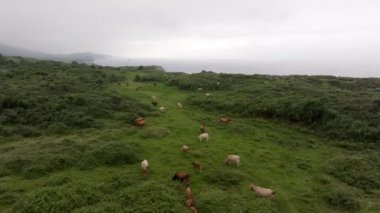 İneklerin sürüsü, bulutlu bir gökyüzünün altında yeşil bir çayırda yürüyor. Huzurlu bir kırsal alan sergiliyor.