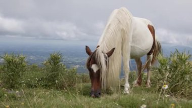 Uzun beyaz yeleli bir at, bulutlu bir gökyüzü ve arka planda manzarası olan bir dağın tepesinde huzur içinde otluyor.