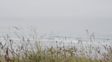 Sakin okyanus dalgaları bulutlu bir günde çimenli kum tepelerinden seyredilen sakin bir plajda yavaşça yuvarlanıyor. İspanya, Galiçya, Ribadeo 'daki Katedrais plajı