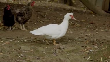 Beyaz Muscovy ördeği kırsal alanda yürüyor, kırsal alanda ve dağınık bitki örtüsü arasında serbest çiftlik tavukları ile çevrili.