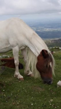 Kahverengi ve beyaz İrlanda koçanı arka planda bir şehir olan yeşil bir çayırda huzur içinde otluyor.