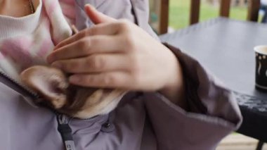 Üst düzey bir kadının şefkatle okşaması ve küçük kahverengi bir chihuahua tutması sıcak bir bağ ve ev ortamında barışçıl bir arkadaşlık sergilemesi.