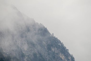 Sis, dağ yamacını nazikçe kaplıyor, sakin bir sis içinde yemyeşil bitkileri örtüyor, sakin ve atmosferik bir manzara yaratıyor.