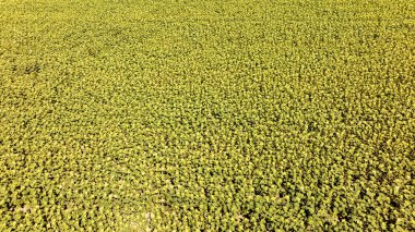 Geniş bir ayçiçeği tarlasının havadan görünüşü Macaristan 'ın baş belası yaz güneşinin altında büyüleyici bir sarı deniz yaratıyor.