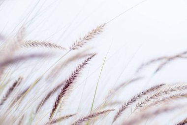 Süslü otlar, pennisetum alopecuroidler yumuşak rüzgarda zarif bir şekilde sallanarak, yumuşak, bulanık bir arka plana karşı kurulmuş, sakin bir sahne yaratır.