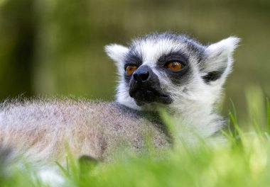Bir halka yakın kuyruklu lemur canlı yeşil çimenlerin üzerinde uzanan, onun bakışları yan, doğada bir sükunet anı yakalamak