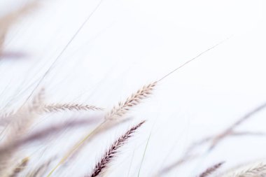 Pennisetum alopecuroides 'in parlak gökyüzüne karşı rüzgarda sallanması huzurlu ve sakin bir atmosfer yaratır.