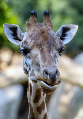 Uzun dilini sergilerken çiğneyen bir zürafanın yakın plan görüntüsü, yumuşak bulanık bir arka plan üzerine kurulmuş, vahşi yaşamın özünü yakalıyor.