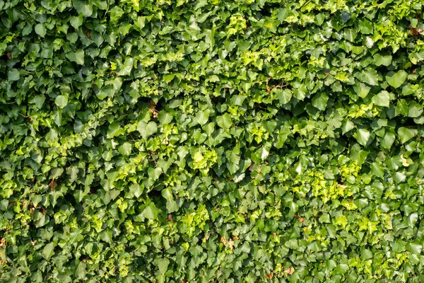 Verdant sarmaşık yoğun bir şekilde yıpranmış taş duvar üzerinden tırmanma, dokuma yeşil arkaplan oluşturur