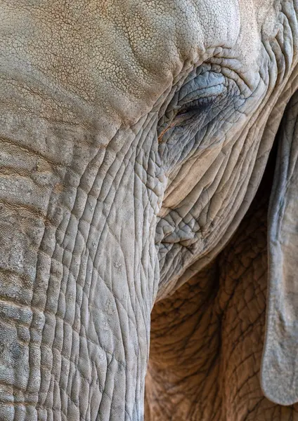 Yakından incelendiğinde yıpranmış deriyi, desenli desenleri ve görkemli hayvanları vurgulayan duygusal gözleri ortaya çıkaran filler görülüyor.