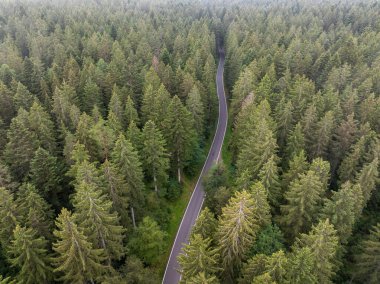 Almanya 'nın Freudenstadt kentindeki sık ve yeşil bir ormandan geçen manzaralı bir yol manzarası doğanın güzelliğini gözler önüne seriyor.