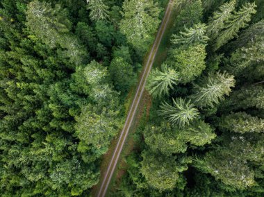 Almanya 'nın Forbach kentindeki yoğun, canlı yeşil bir ormanın içinden geçen toprak yolun havadan görünüşü doğanın güzelliğini gözler önüne seriyor.