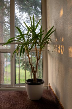 Minimalist duvara dramatik gölgeler düşürüp modern yaşam alanının yumuşak pencere ışığında güneşleniyorlar.