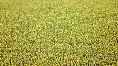 Macaristan 'daki geniş bir ayçiçeği tarlasının havadan görünüşü doğal desenlerin ve renklerin güzelliğini gözler önüne seriyor.