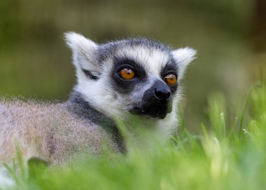 Bir halka yakın kuyruklu lemur canlı yeşil çimenlerde dinleniyor, turuncu gözleri mesafeye bakıyor