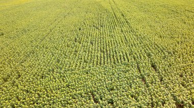 Ayçiçeği tarlasının havadan görünüşü, Macar kırsalında kendisine barışçıl bir tarım manzarası sunarak paralel çizgiler oluşturuyor.