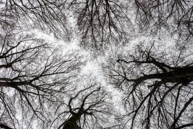 Çıplak ağaç dalları bulutlu kış gökyüzüne karşı siluetlendi, karanlık uzuvlardan ve sessiz atmosfer arkaplanından oluşan karmaşık ağı ortaya çıkardı.