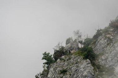 Vahşi papağanlar sisle çevrili kayalık bir dağın tepesinde dinleniyor. Doğanın huzuru ve yalnızlığının tadını çıkarıyorlar.