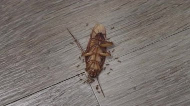 Ölü hamamböceği ahşap zeminde bir karınca sürüsü tarafından saldırıya uğradı ve yok edildi.
