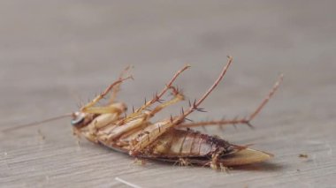 Ölü hamamböceği leşini çevreleyen ve besleyen karıncalar.