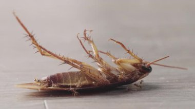 İçerideki ahşap zeminde hamamböceklerini istila eden ve besleyen sayısız karınca var.