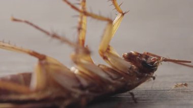 Karıncaların hamamböceği kafasını ahşap yüzeyde tükettiği makro perspektif