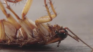 Yerde ölü bir hamamböceğinin kafasıyla beslenen karıncaların aşırı yakın çekimi.