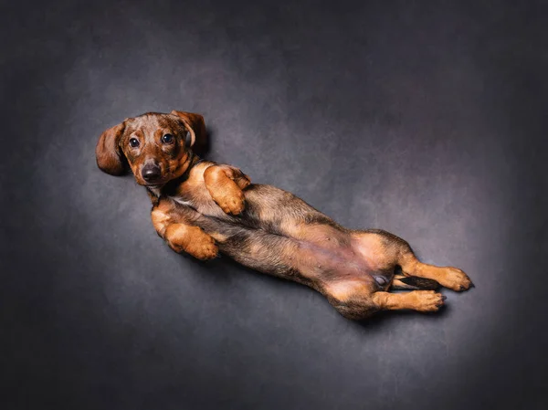 The puppy of a brown dachshund lies on its back