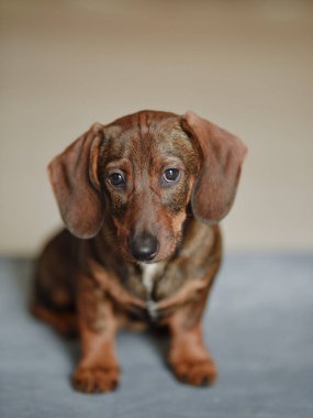 little dachshund puppy looks at the camera.