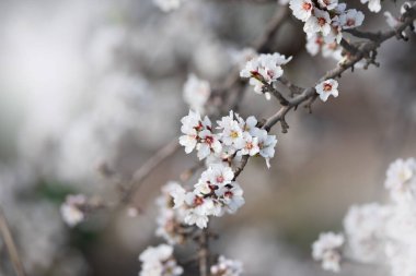 Bahçedeki yemyeşil badem dalları.