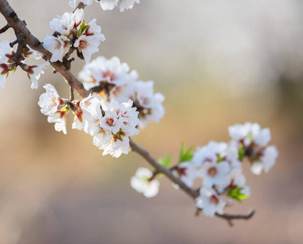beautiful lush almond branches in the garden.