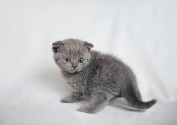 Pisică Mică Britanică Păr Scurt Cameră Pui Drăguț Stând Pătură — Fotografie, imagine de stoc