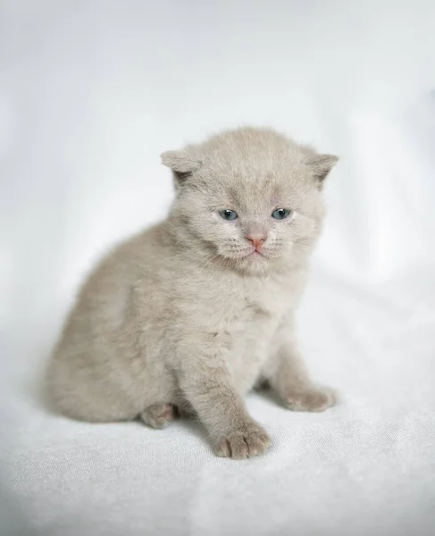 Britse Vouw Kittens Een Witte Achtergrond — Stockfoto