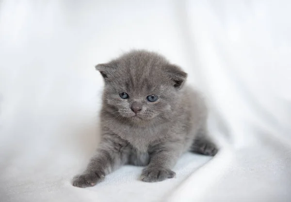 Μικρή Βρετανίδα Κοντή Γάτα Στο Δωμάτιο Χαριτωμένο Γατάκι Κάθεται Κουβέρτα — Φωτογραφία Αρχείου
