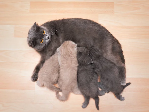 Gatinhos Chupam Gato Mãe Gato Com Gatinhos Recém Nascidos — Fotografia de Stock