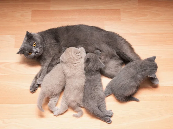 Los Gatitos Chupan Gato Madre Gato Con Gatitos Recién Nacidos — Foto de Stock